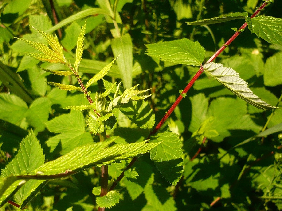 Filipendula ulmaria subsp. ulmaria (Rosaceae)